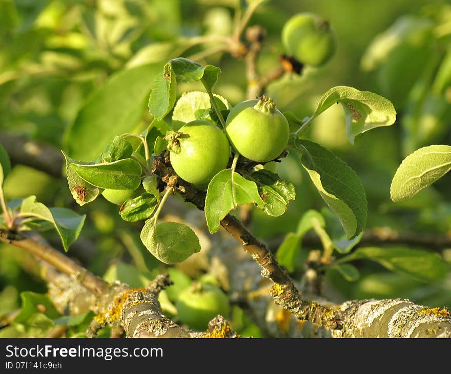 Little apples on sunset