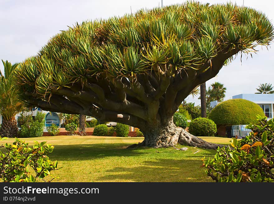 Big tree in San Diego,California.