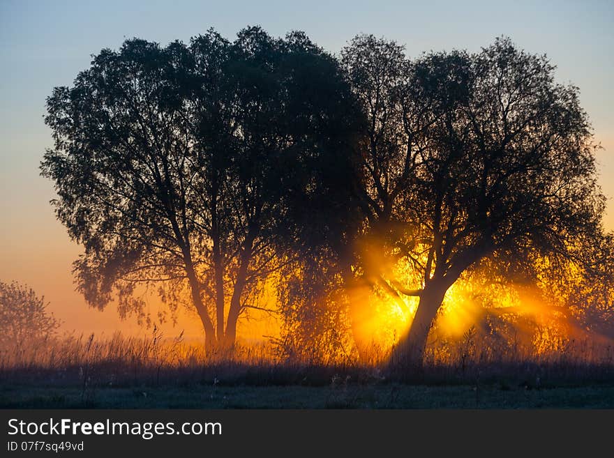 Foggy landscape with a  tree silhouette on a fog at sunrise. Foggy landscape with a  tree silhouette on a fog at sunrise.