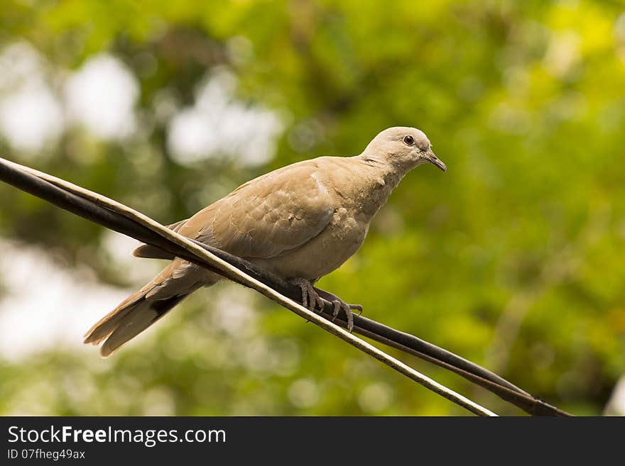 Dove on the wire