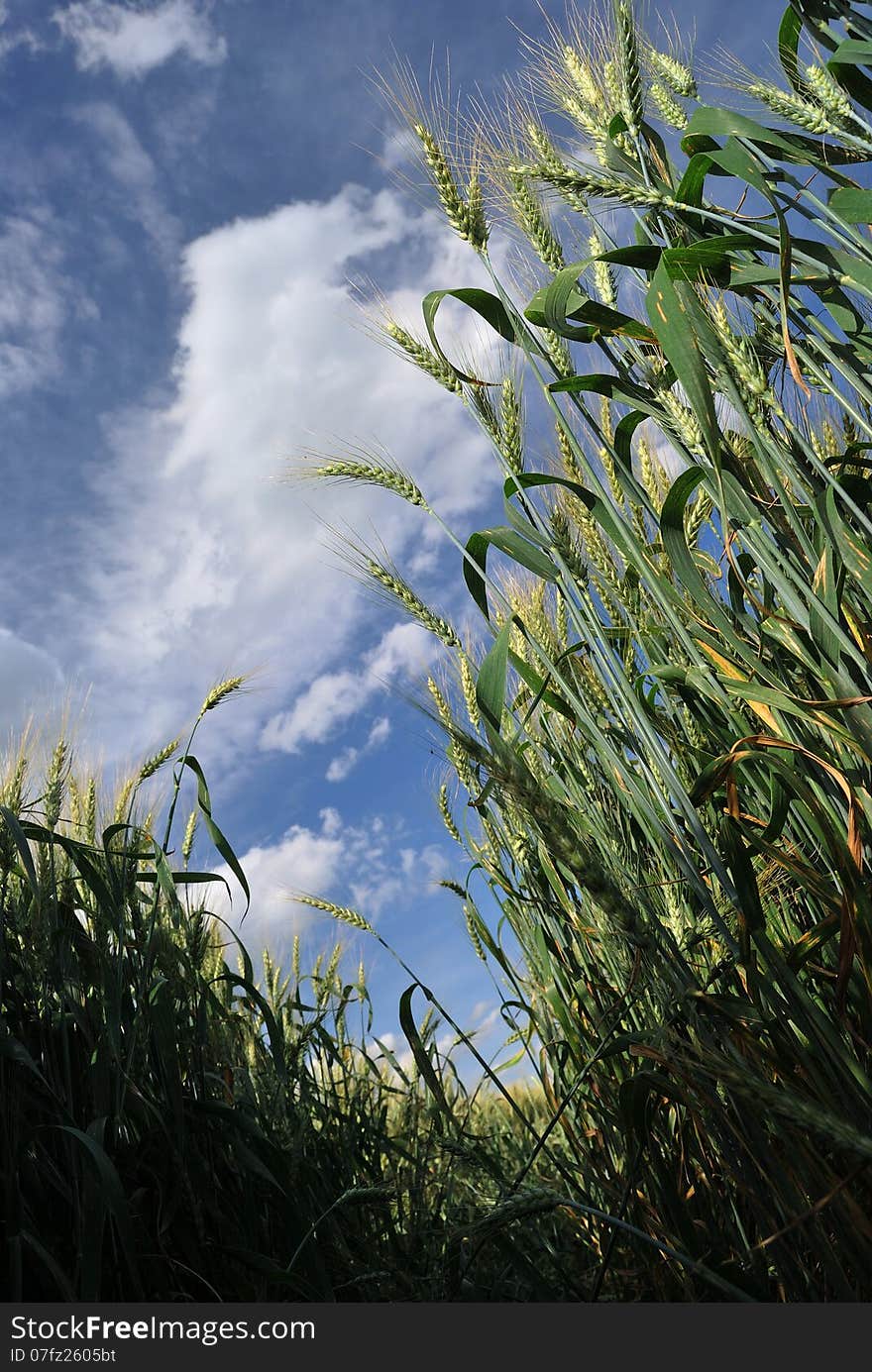 Wheat reach to the sky. Wheat reach to the sky