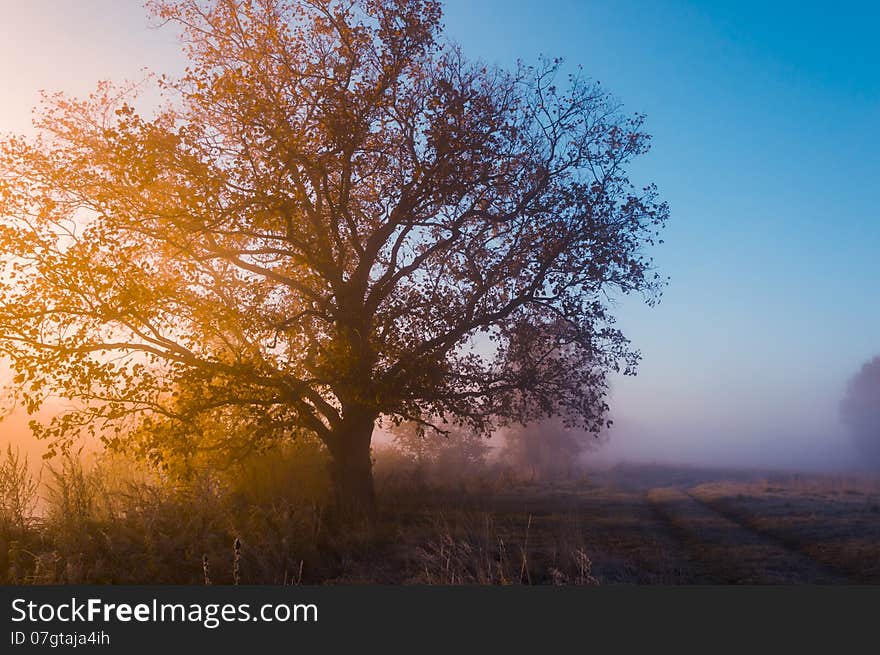 Autumn landscape, trees in the mist at dawn