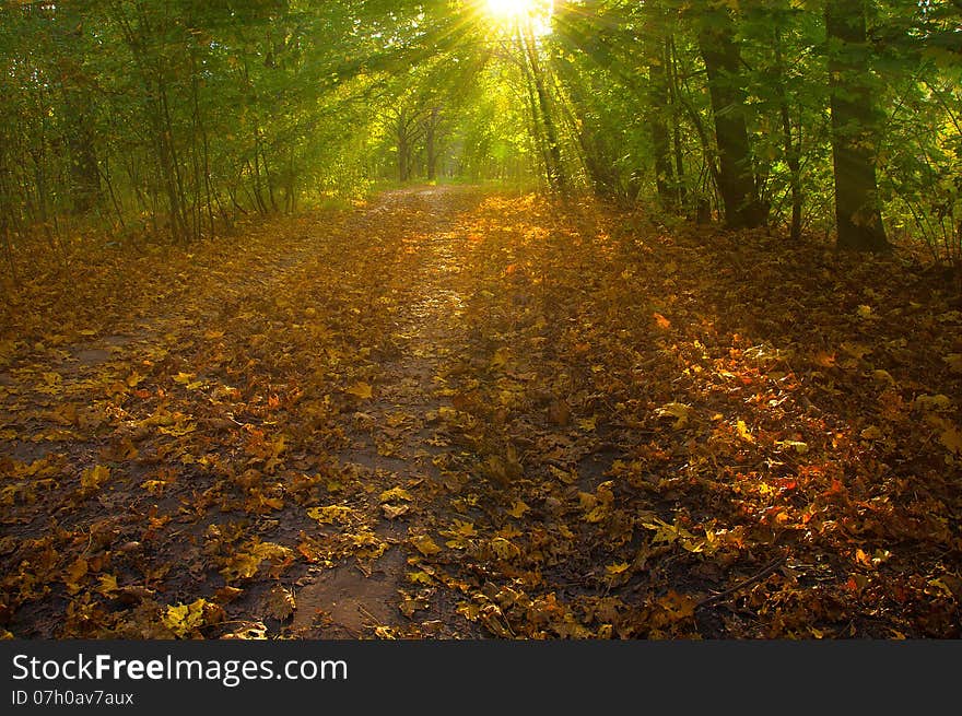 View on autumn landscape of trees in sunny day