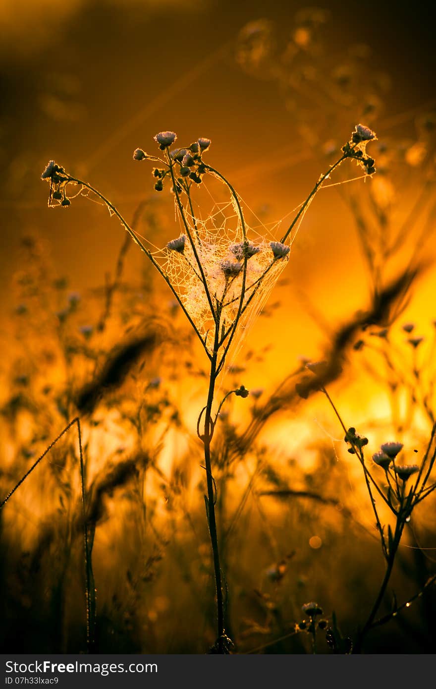 Landscape of morning sunrise, the foggy garden