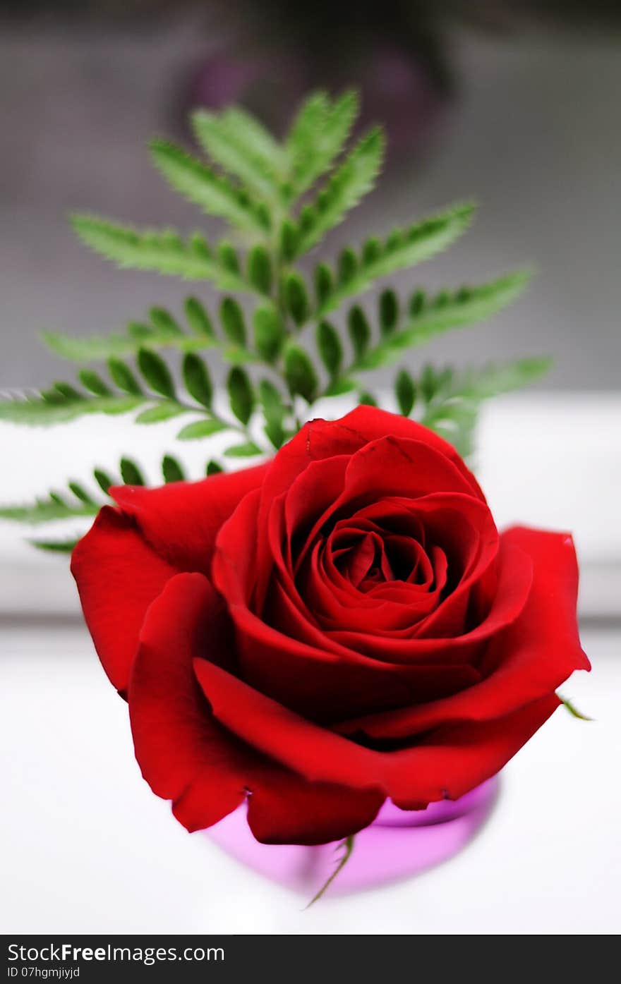 Close-up red rose in a vase with fern