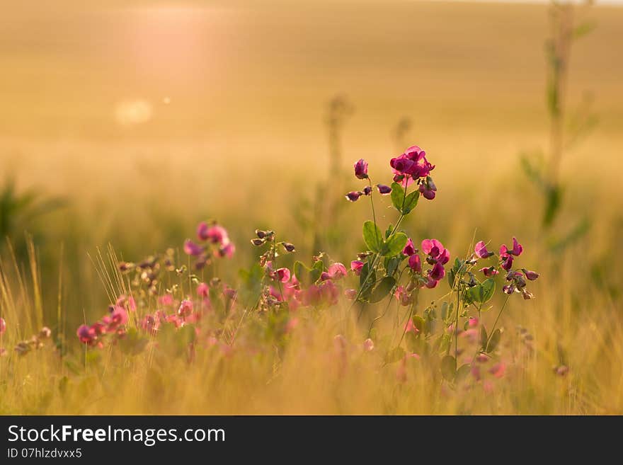 Pink flowers in sunset backlight