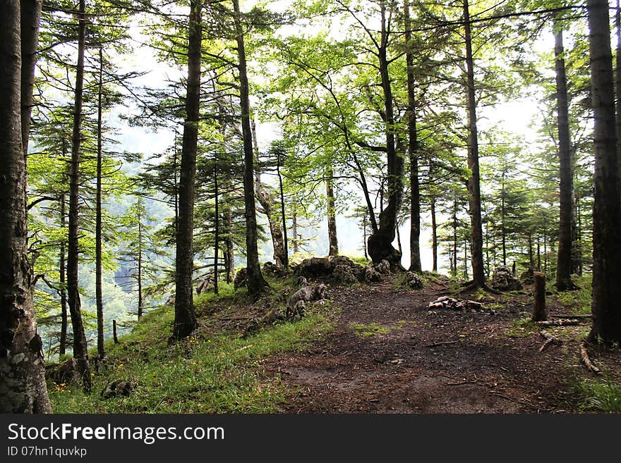View of a mountain forest from Piatra Mare Mountain, Romania.