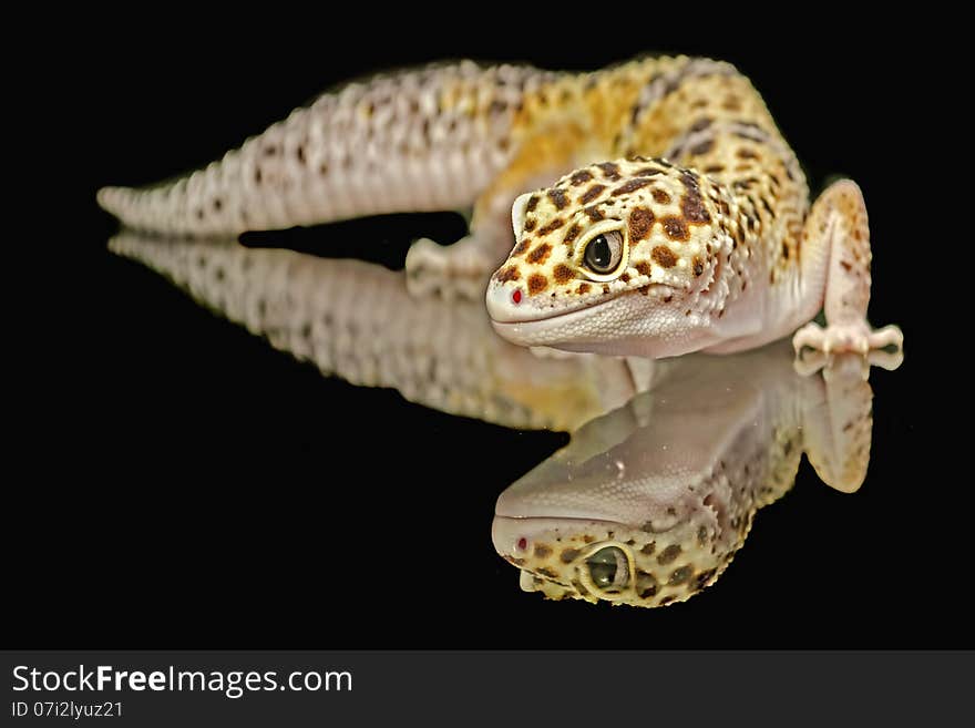 Leopard gecko