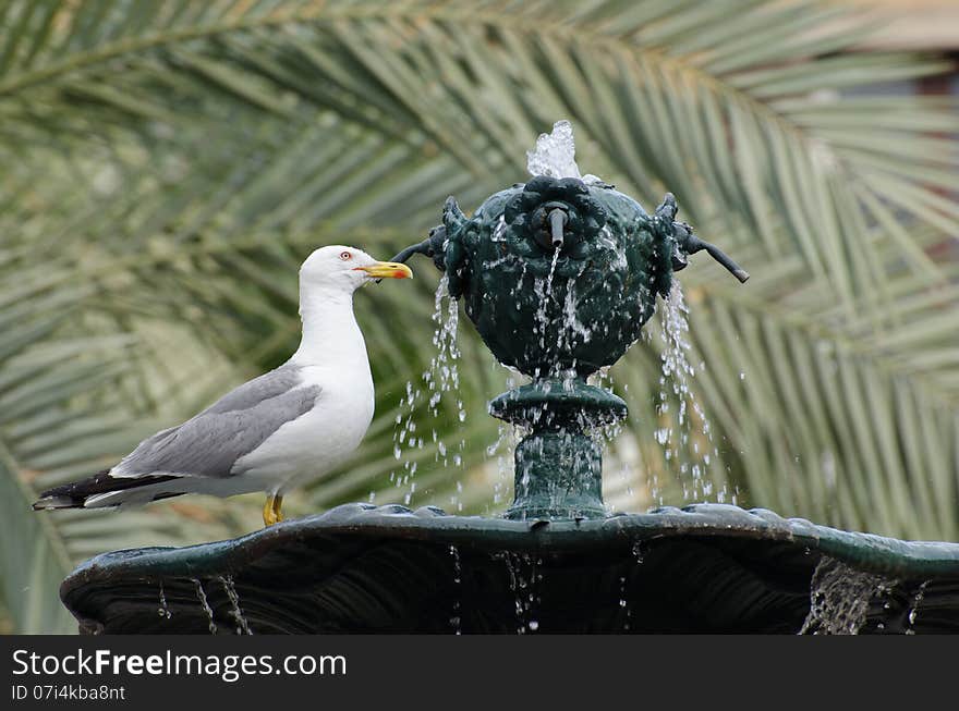 A Seagull On A Fountain