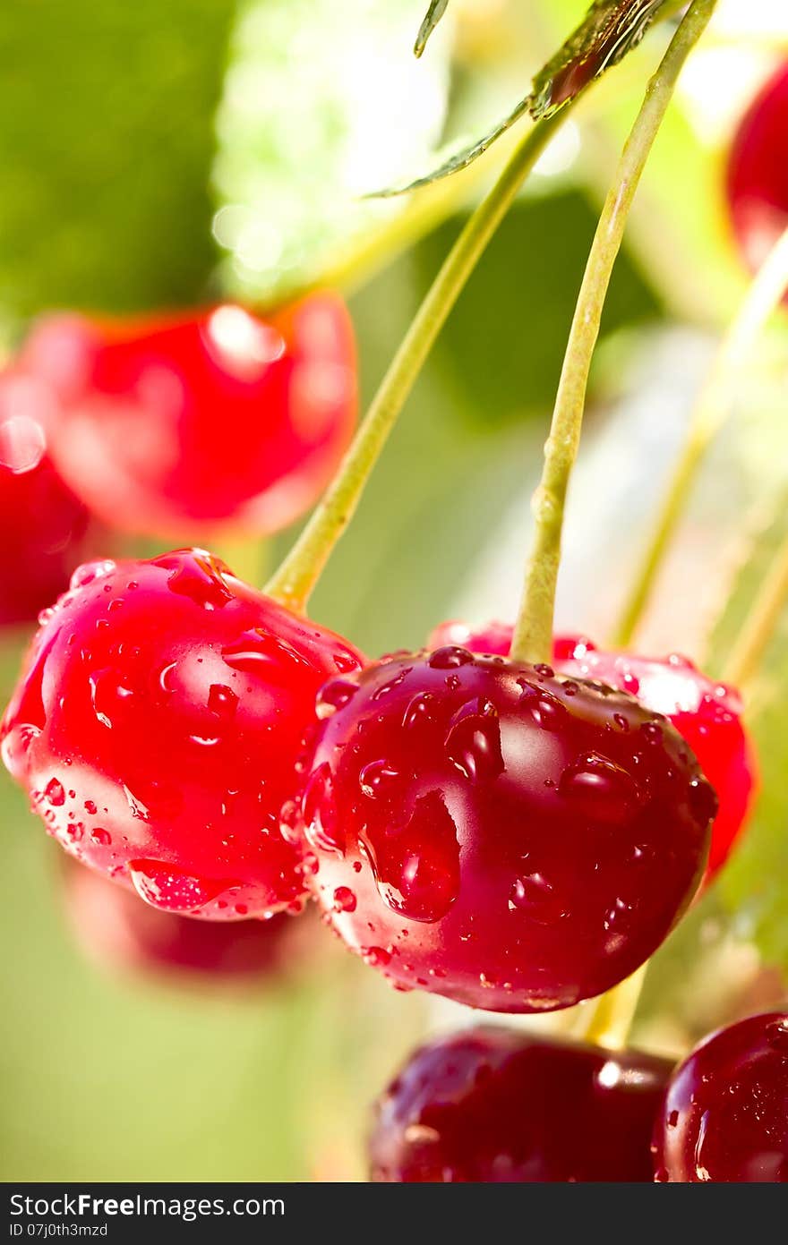 Cherries on a branch