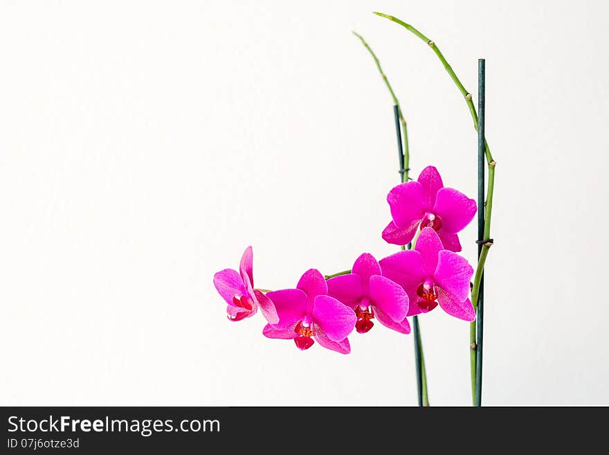 Pink Orchid Flower