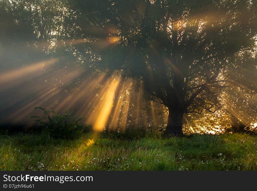 Sun beams thorough trees and greens