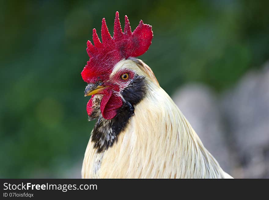 A closeup of a free range rooster. A closeup of a free range rooster.