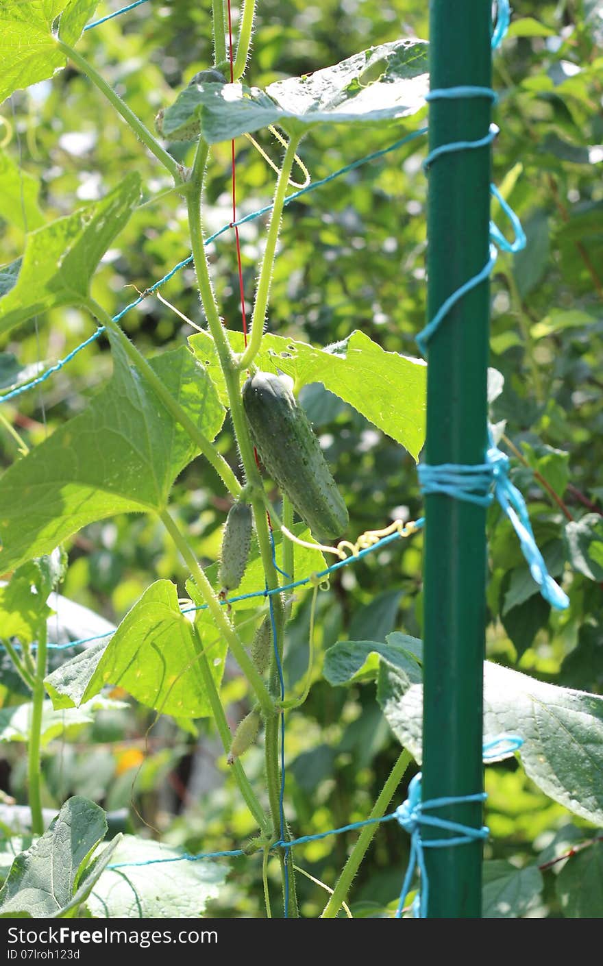 Cucumber support in the garden