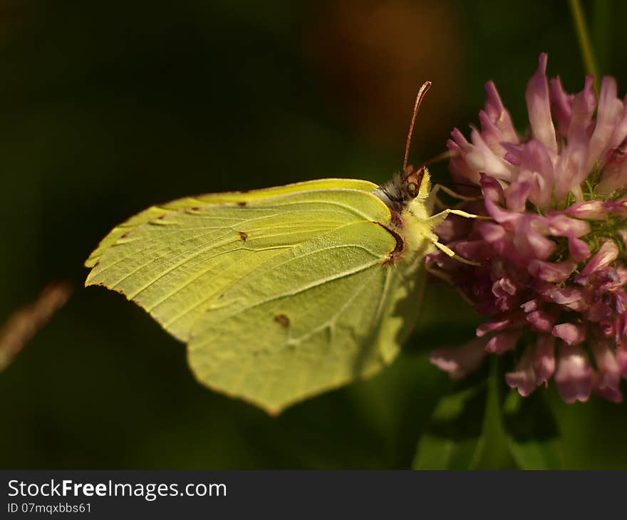 Butterfly