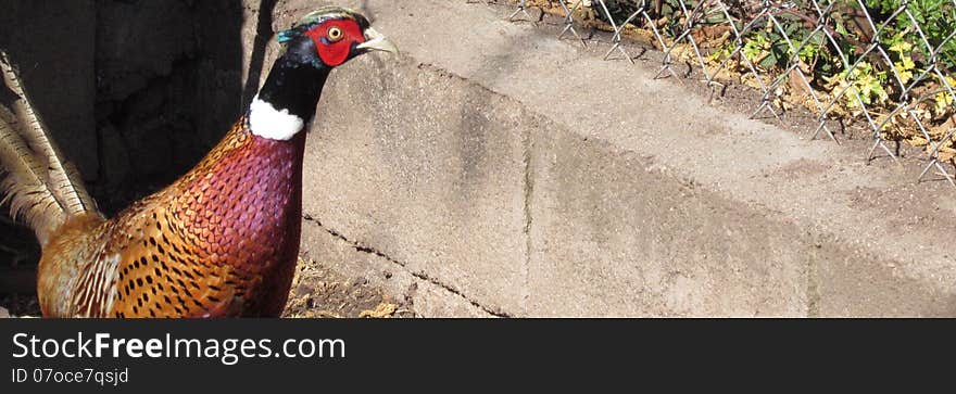 A pheasant beautiful colors in the corral