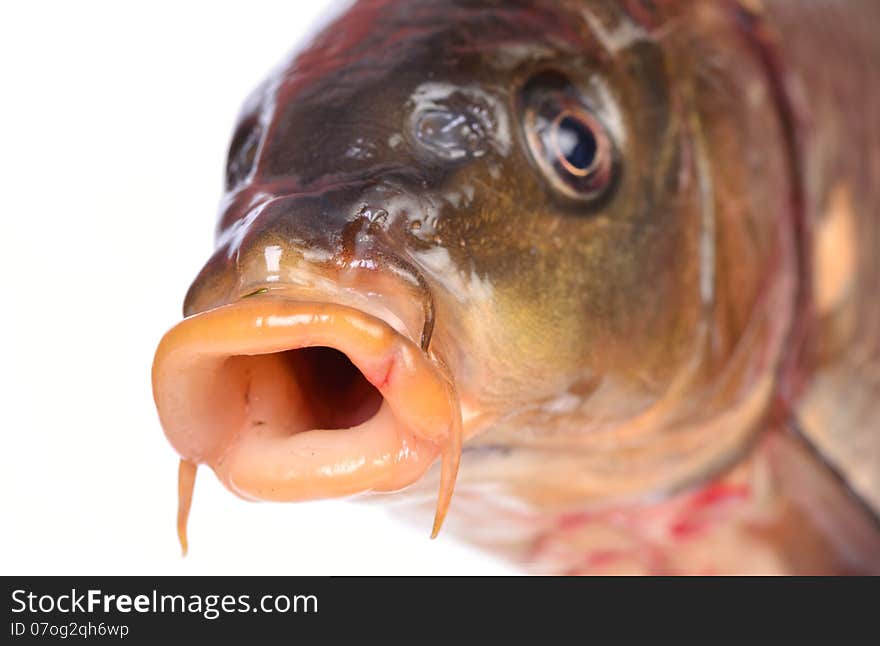 The head of fish of a carp on a bnly background. The head of fish of a carp on a bnly background