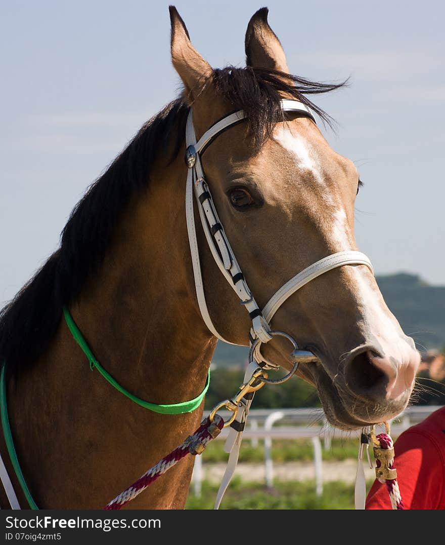 Portrait Of Horse.