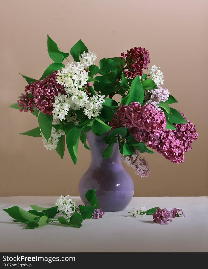 White and purple lilac