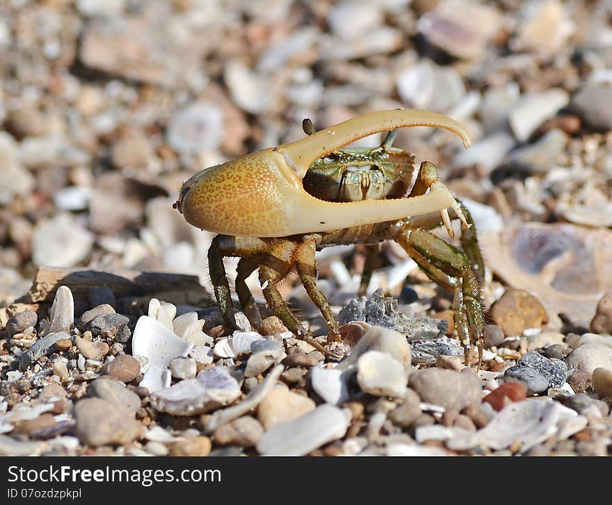 Up close and personal with a fiddler crab on the Gulf of Mexico.