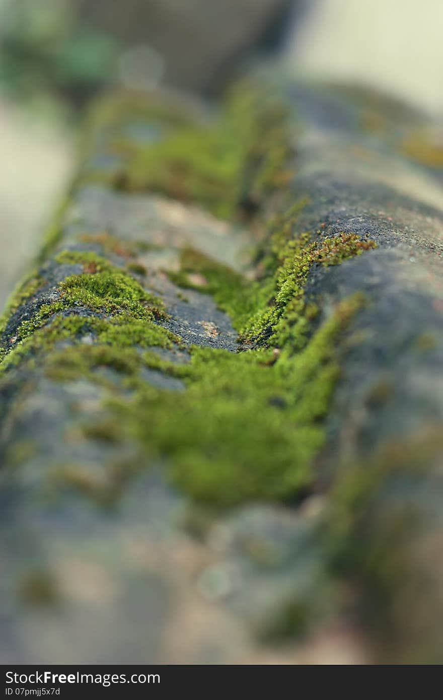 Moss on stone