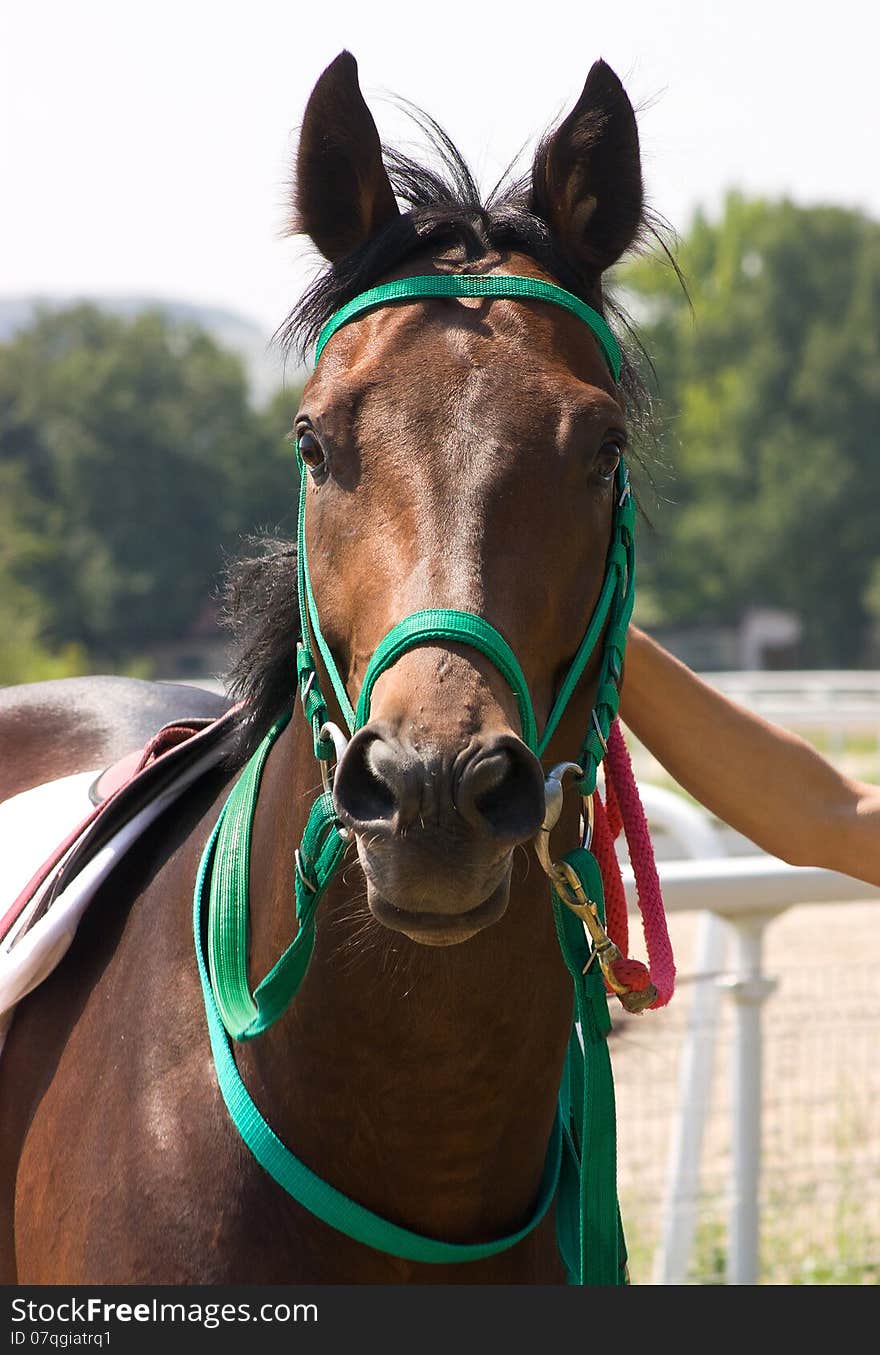 Portrait of horse.