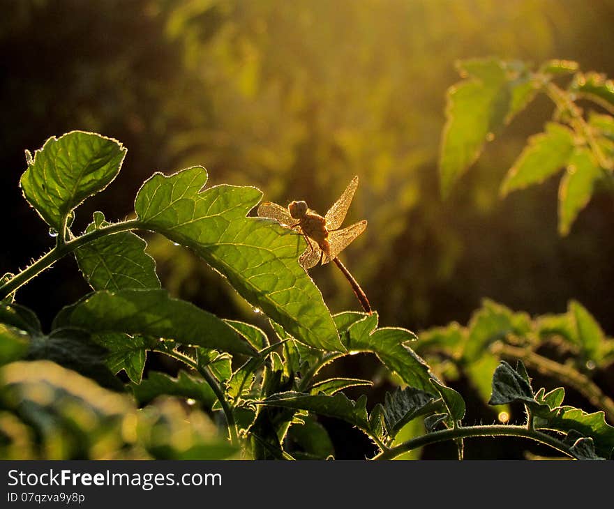 Silence in the light of the morning rays. Silence in the light of the morning rays