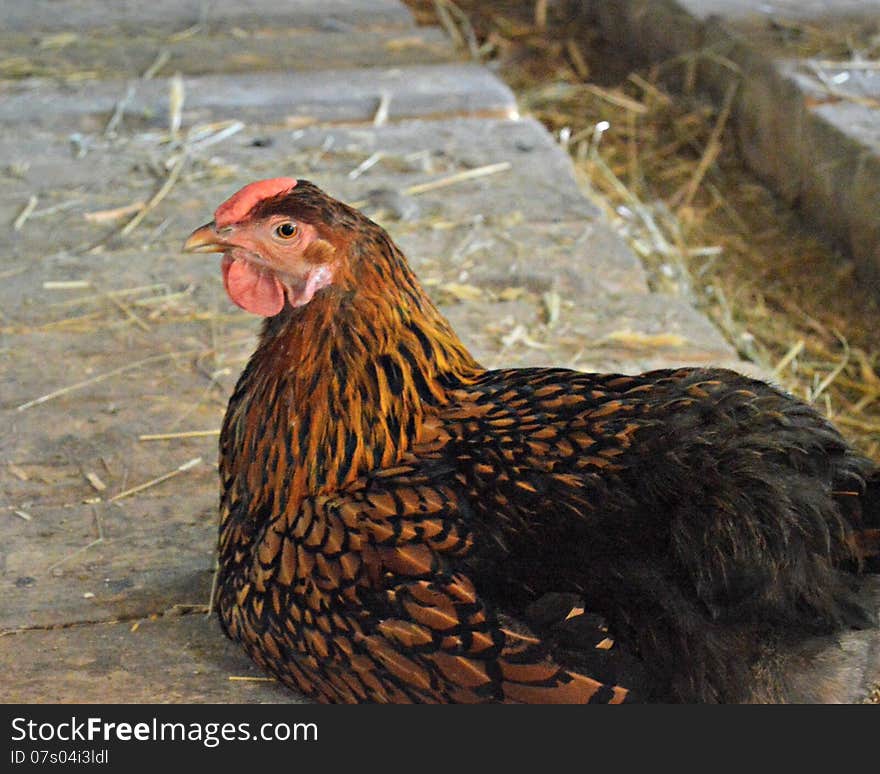 Chicken inside of barn at Old World Wisconsin.