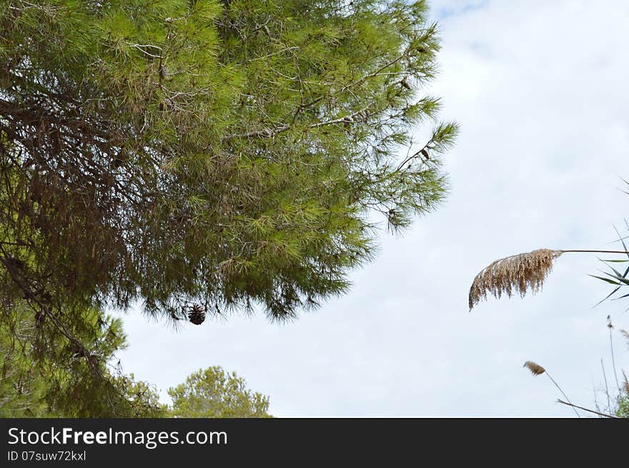 A pine cone falling from a tree, located in the Clot de Galvany, Santa Pola, Alicante, Spain. A pine cone falling from a tree, located in the Clot de Galvany, Santa Pola, Alicante, Spain