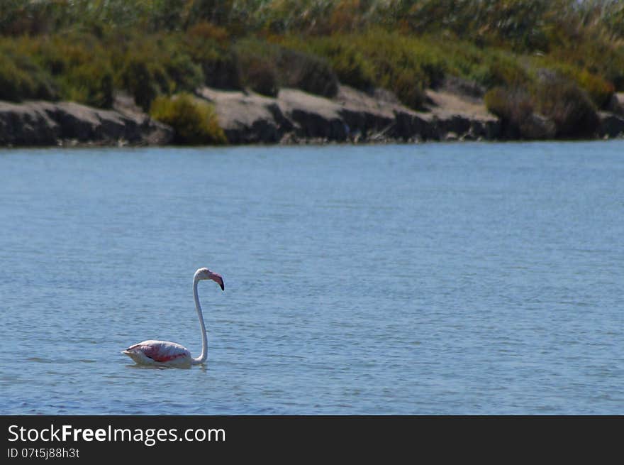 A lone Flamingo enjoying prawns in the salt beds of Santa Pola