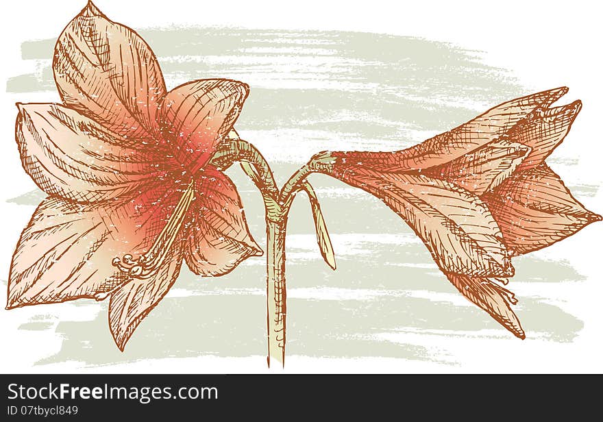 Amaryllis