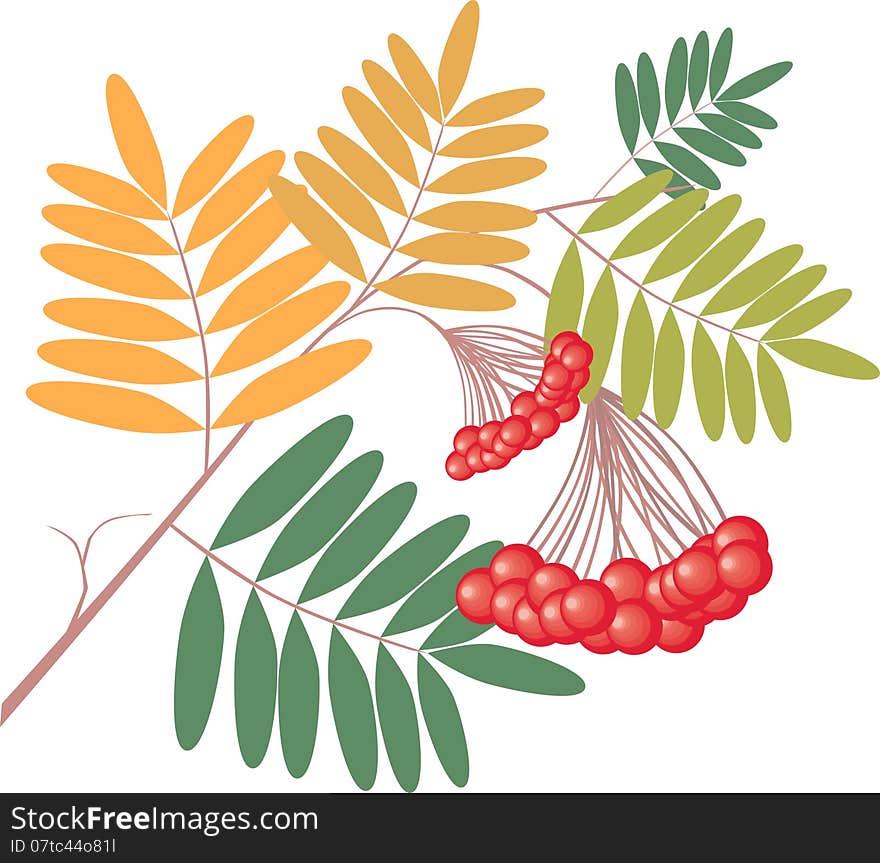 Vector image of the rowan tree branch. Vector image of the rowan tree branch.