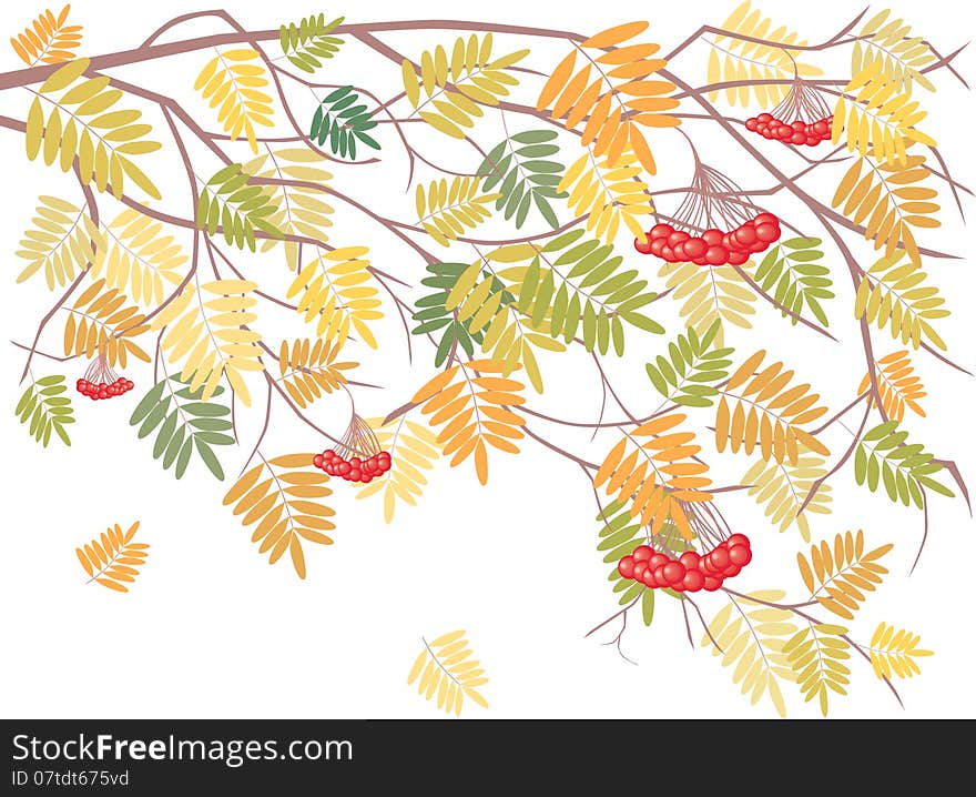 Vector image of a rowan branch with the falling leaves. Vector image of a rowan branch with the falling leaves.