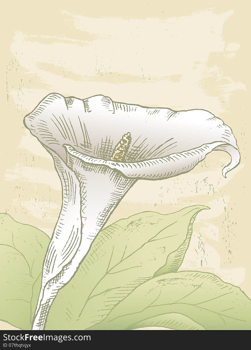 Vector drawing of a calla lily.