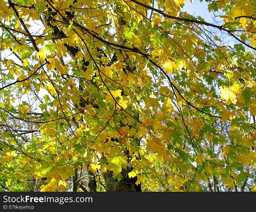 Autumn leaves on the twigs of maple