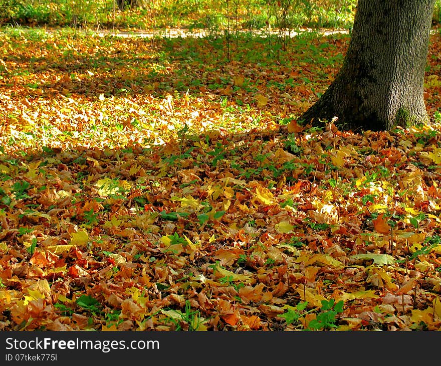 Carpet of the fallen autumn leaves