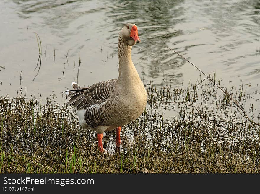 Large goose shakes water from feathers