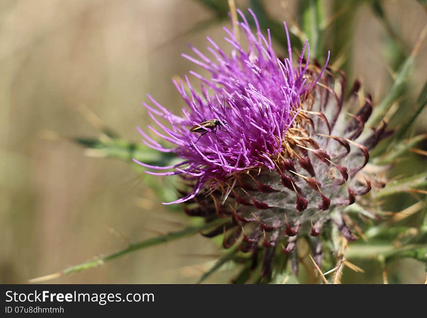 Bug on Cotton thistle