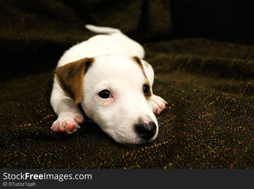 Sweet Puppy of Jack Russell Terrier sleeping on the couch, on a brown blanket . Sweet Puppy of Jack Russell Terrier sleeping on the couch, on a brown blanket .