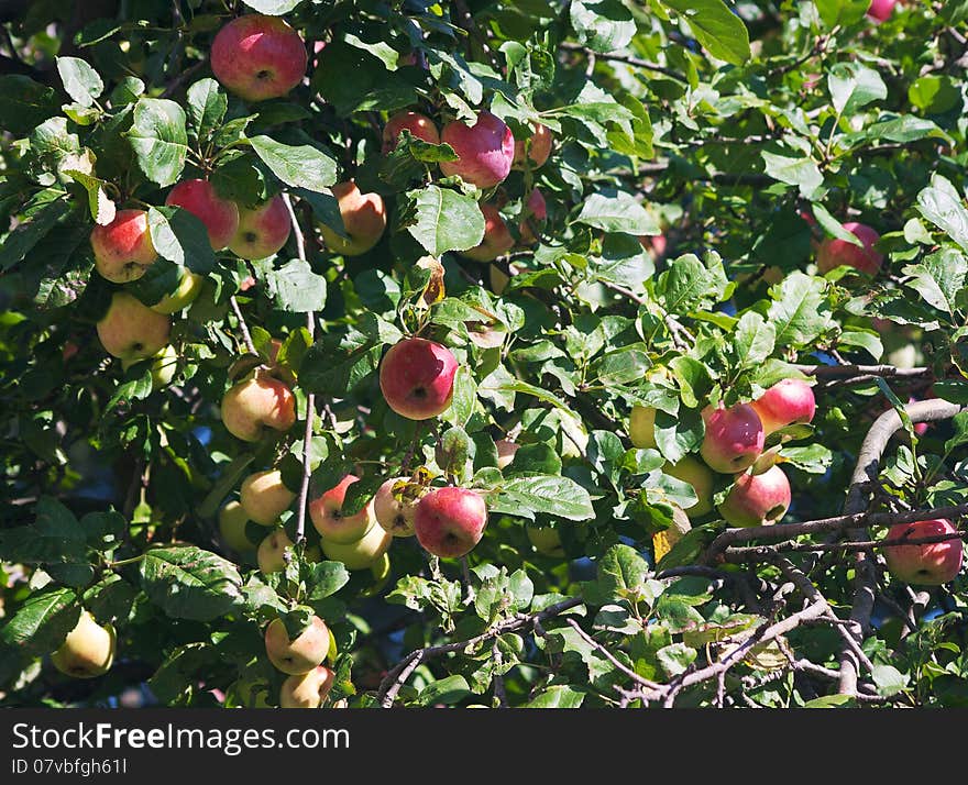 Apple tree with ripe apples on autumn day