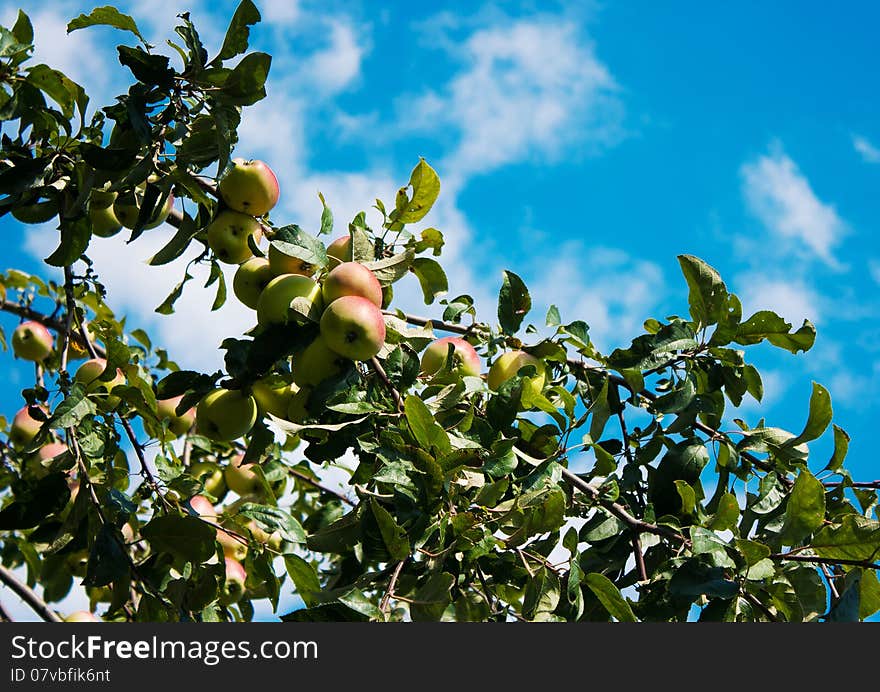 Branch with ripe apples on sunny autumn day