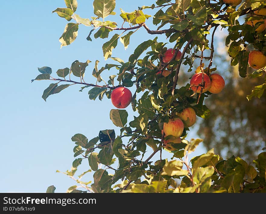 Branch With Ripe Apples In Autumn