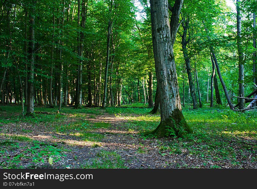 Forest landscape in summer