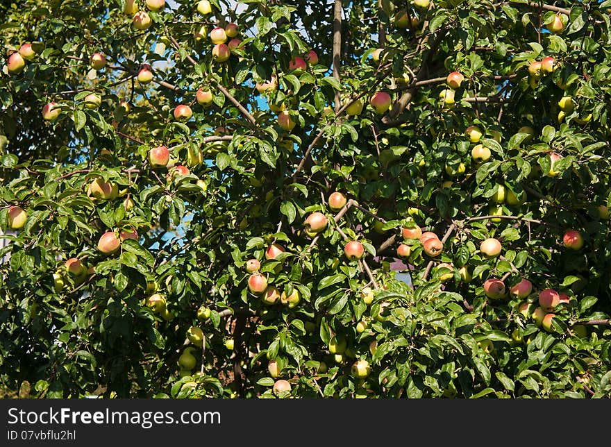 Apple tree with ripe apples in autumn