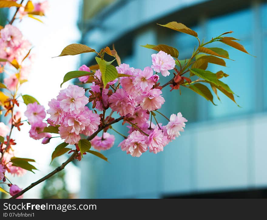 Blooming plum branch