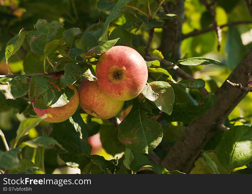 Branch with three ripe apples in autumn