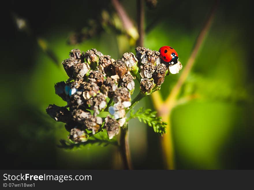 Macro ladybird sitting on a flower