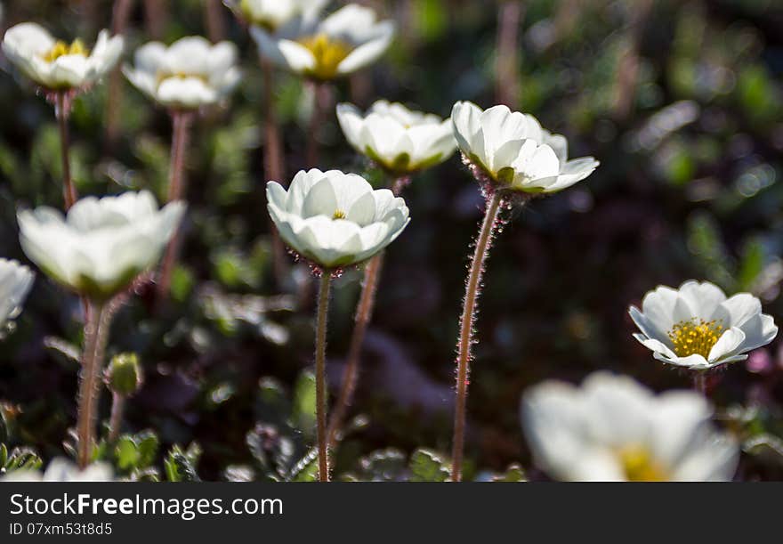 Growing flowers