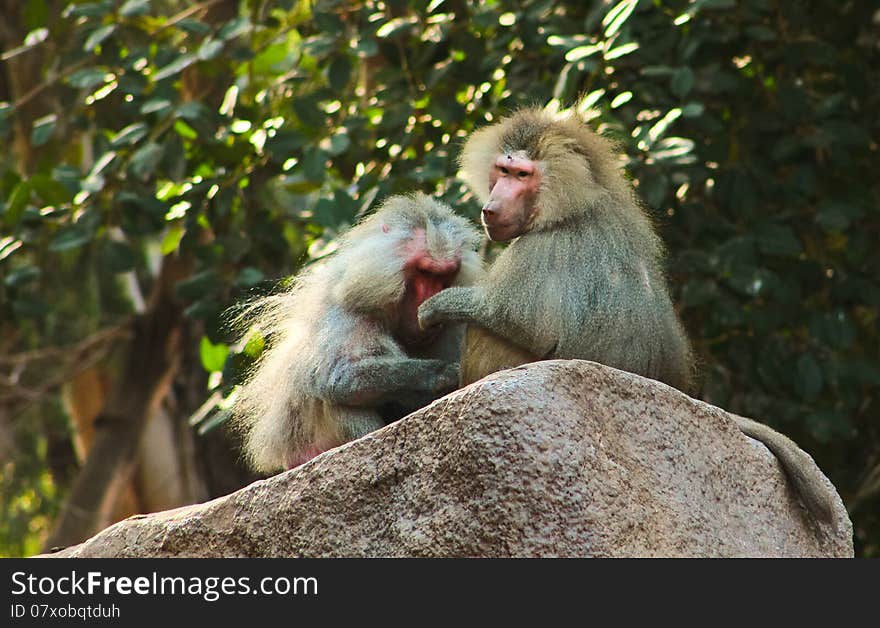 Baboon Monkey living, eating and playing in the Savanna standing on mountains and rocks in the zoo. Baboon Monkey living, eating and playing in the Savanna standing on mountains and rocks in the zoo