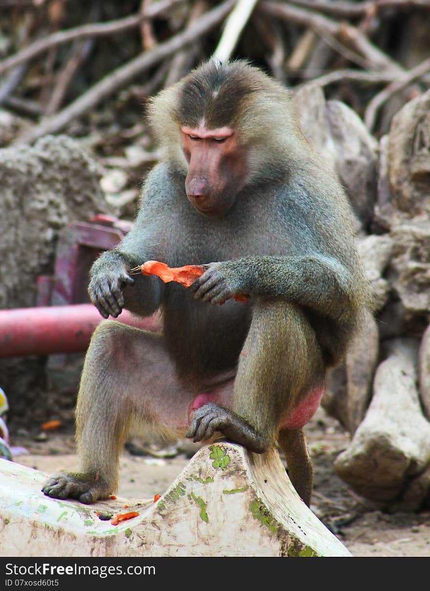 Baboon Monkey living, eating and playing in the Savanna standing on mountains and rocks in the zoo. Baboon Monkey living, eating and playing in the Savanna standing on mountains and rocks in the zoo